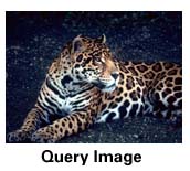 query image - leopard